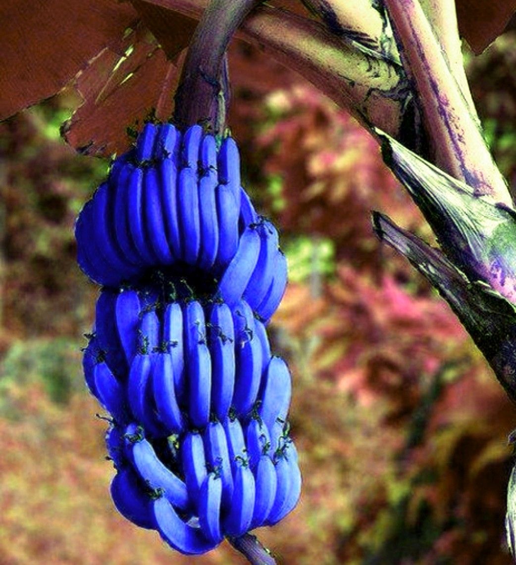 Blue Java banana: मां प्रकृति का अनमोल उपहार हैं ये नीले रंग के अद्भुत केले, स्वाद है एकदम वनीला आइसक्रीम जैसा