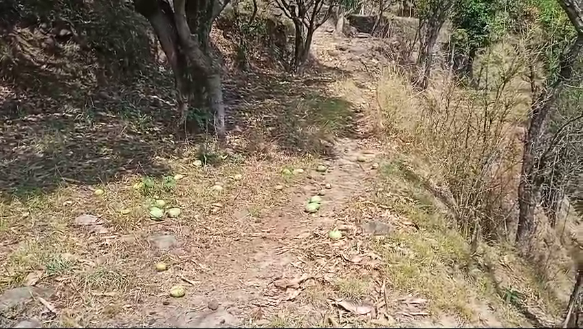 Heavy damage to mango crop in Bilaspur district due to strong winds