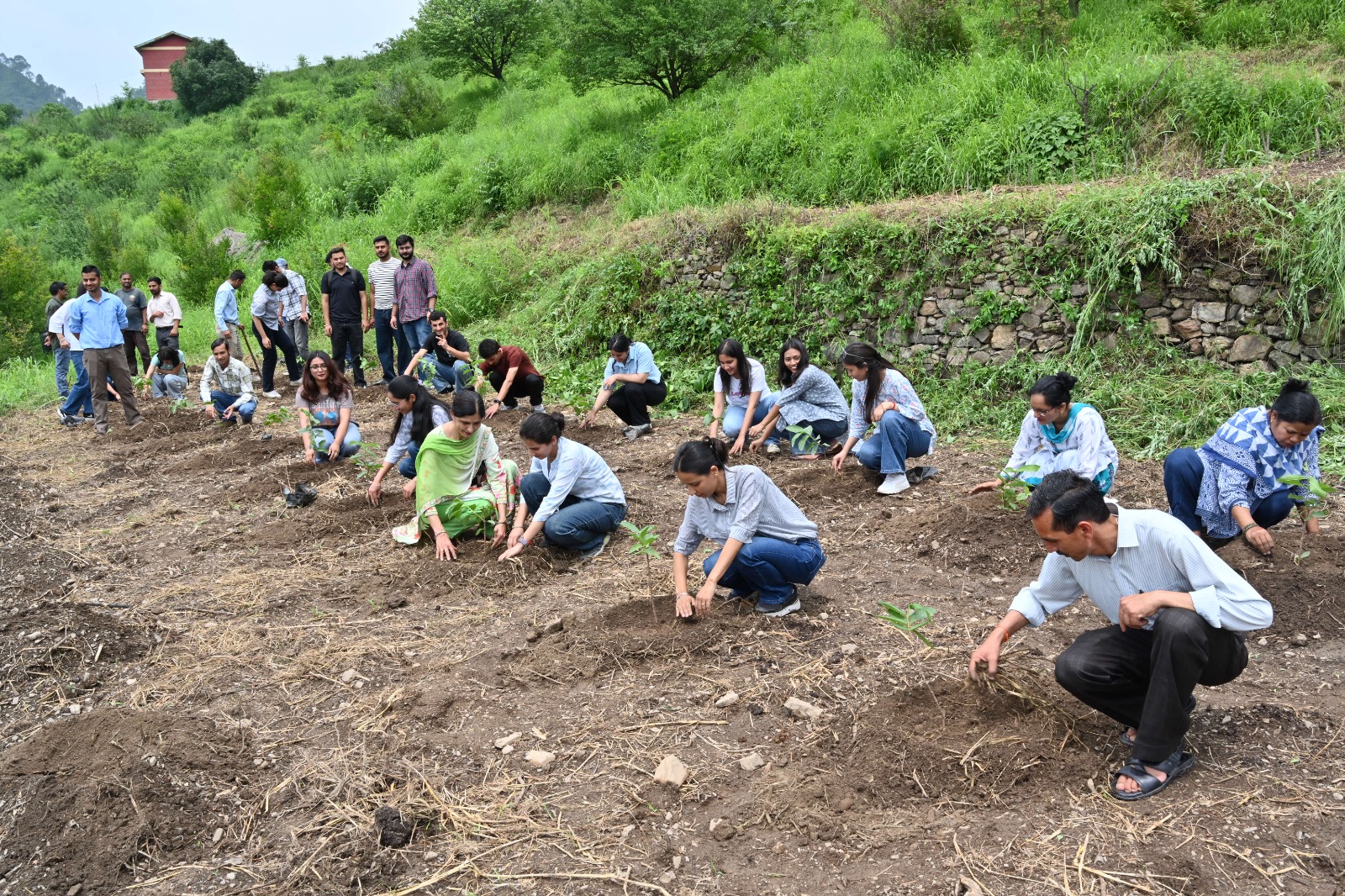 250 saplings planted in tree plantation campaign