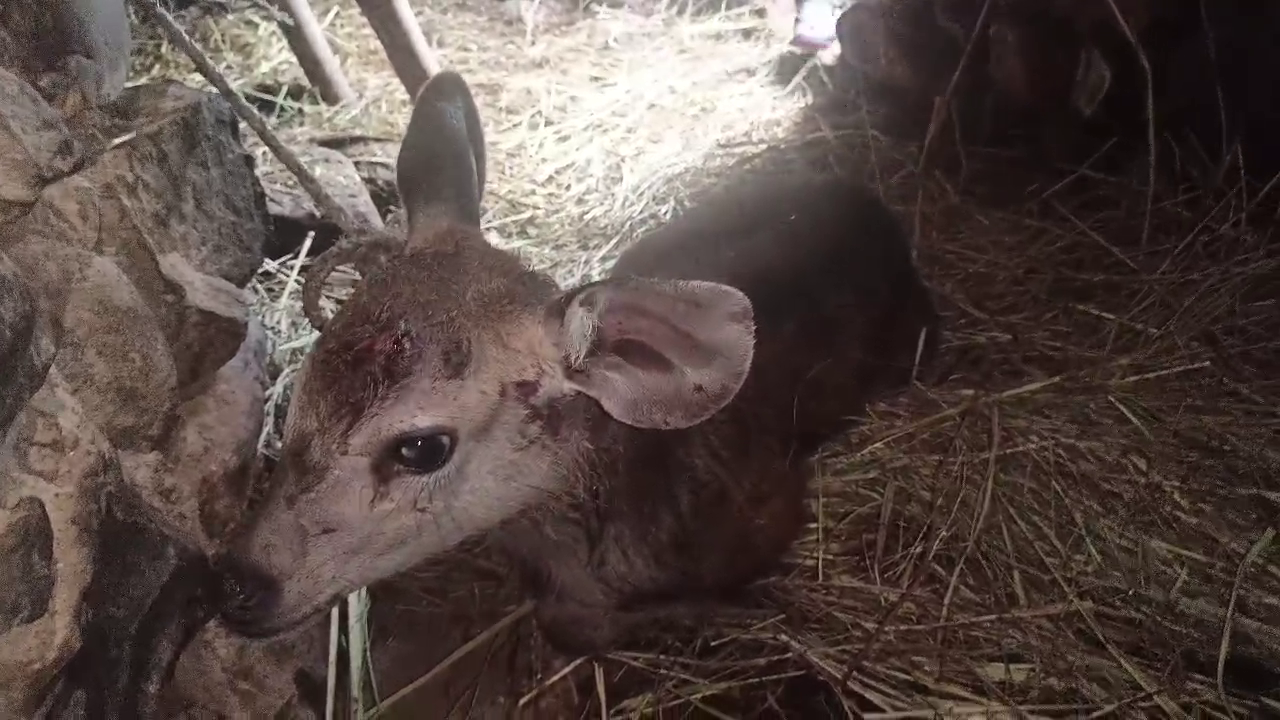 Nilgai baby found injured in village Darob of Ladbhadol area, local people handed it over to forest department