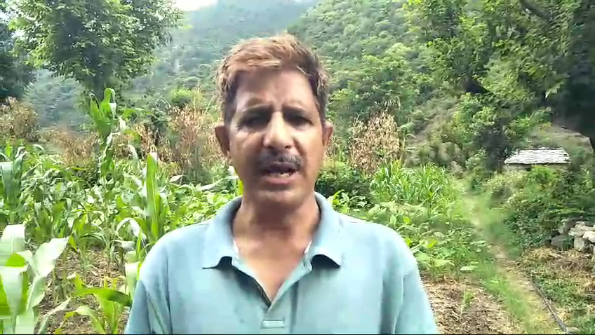 Farmers' crops are getting ruined due to lack of rain in the area, demand for relief for farmers from Himachal Pradesh government