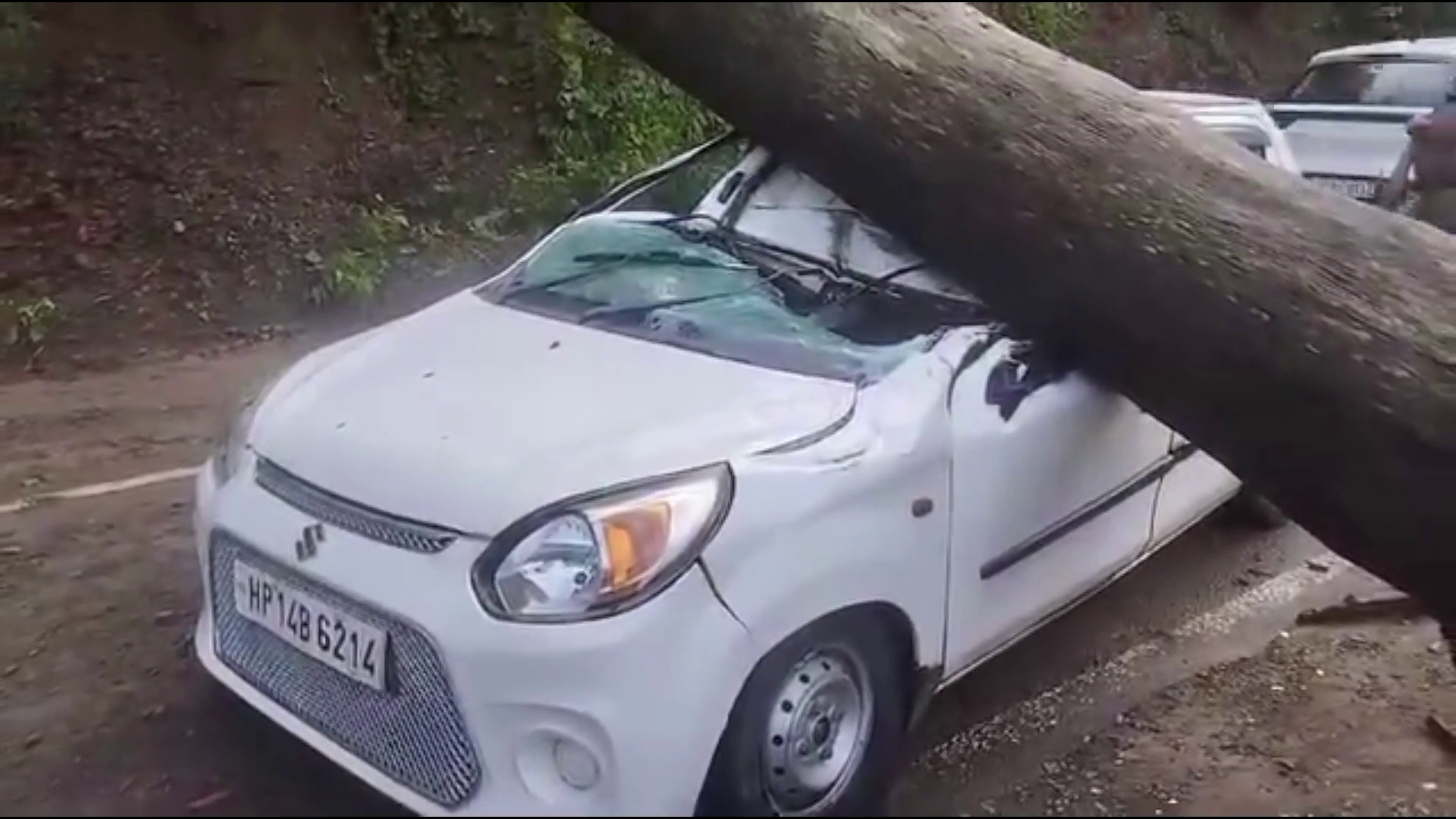 Tree fell on vehicle, rider narrowly escaped