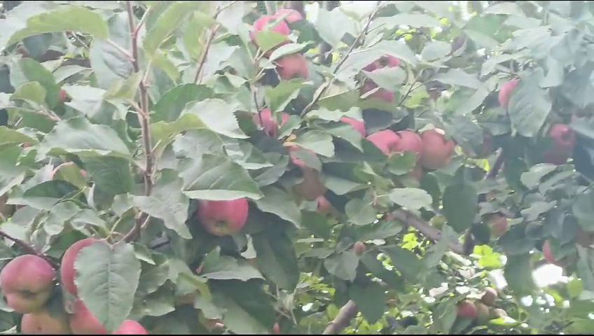 Apple crop ready in Lahaul valley, apple harvesting will start after Dussehra