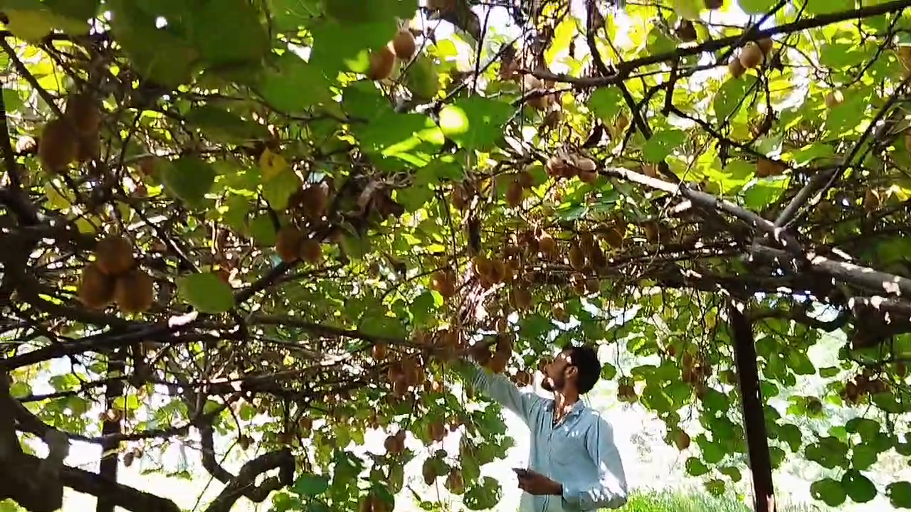 Gardeners of Rajgarh region started Kiwi production. These days, the ripe Kiwi of Rajgarh region is reaching different markets of the country and state.