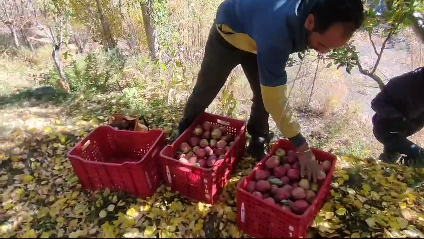 Apple harvesting begins in Lahaul Valley