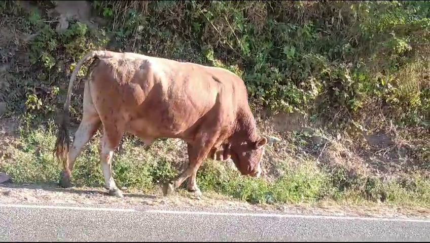 One person seriously injured due to fatal attack by stray bull, undergoing treatment at AIIMS Bilaspur