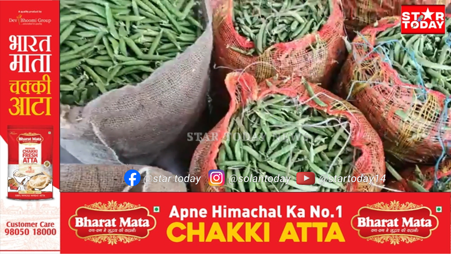 उत्तराखंड के किसानों की सोलन मंडी में धमाकेदार एंट्री, मटर के दामों ने पकड़ी रफ्तार